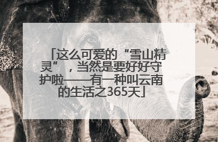 这么可爱的“雪山精灵”，当然是要好好守护啦——有一种叫云南的生活之365天